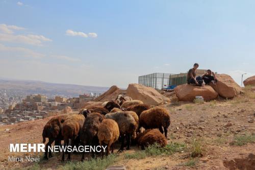 دام زنده بهداشتی هر كیلو ۵۸ هزار تومان