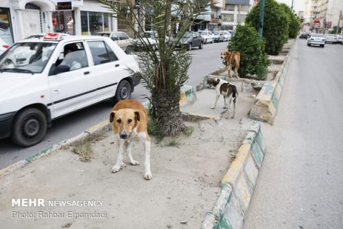 سرعت غیر مجاز سگ های ولگرد در اهواز