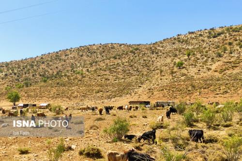 خسارت ۲۰ میلیاردی به عشایر در سیل استان تهران