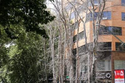 117 میلیارد تومان جریمه جزای عامل خشک شدن درختان خیابان ولیعصر