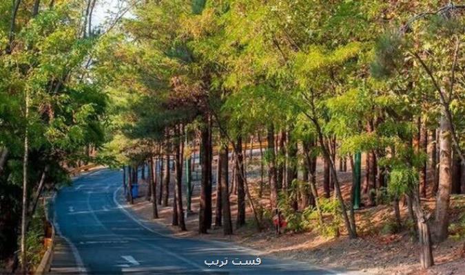 بررسی درختان پایتخت با سیستم توموگرافی
