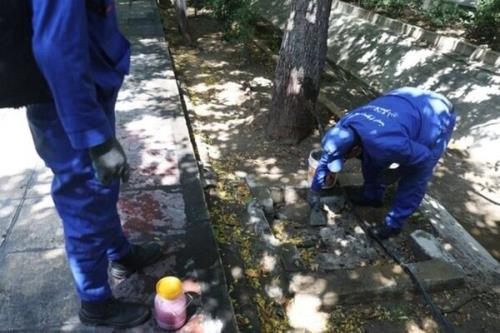 آغاز همکاری علمی برای مبارزه با جانوران موذی و سگ های ولگرد