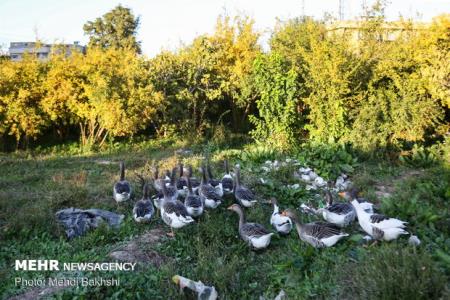 تخصیص 100 میلیارد برای صیانت از باغات كن در بودجه 99 شهرداری