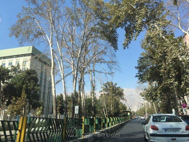 آغاز كاشت ۳۰۰ درخت چنار در مركز شهر تهران